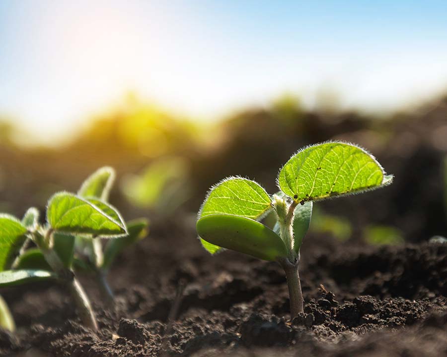 Soybean Plant in Hartford, CT